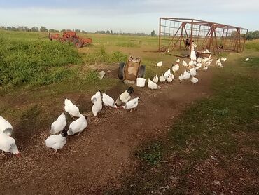 куры птицы: Адлер тооктор сатылат, 6 айлык жумуртка тууп жатышат