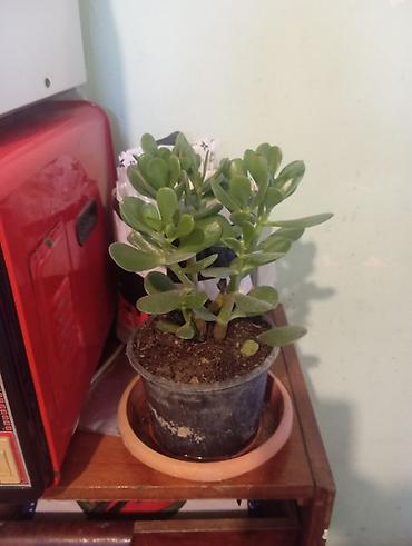 pul kasasi: Succulent “Pul ağacı” (Crassula ovata) – saksıda - Bitki tipi — 2