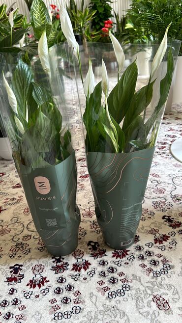 Горшки для растений: 💐Живые комнатные растения, придающие вашему дому особую уютную at lalafo.kg — 4 Горшки для растений: 💐Живые комнатные растения, придающие вашему дому особую уютную — 4