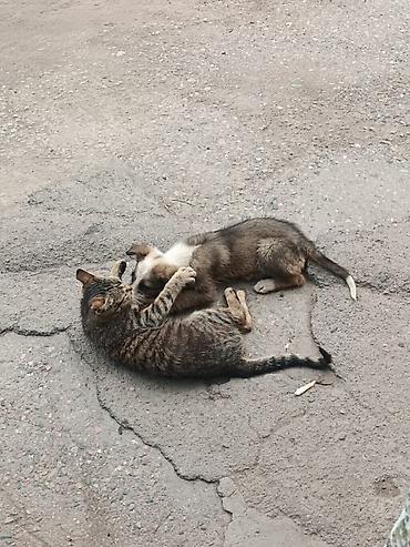 Отдам даром собаку: Собака даром: Дворняжка, 4 месяца, Самка at lalafo.kg — 9 Отдам даром собаку: Собака даром: Дворняжка, 4 месяца, Самка — 9