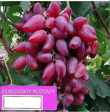 Meyvə və giləmeyvə: Məhsul: Qırmızı/çəhrayı süfrə üzümü (salxım) - Böyük, sıx salxımlar; — 12