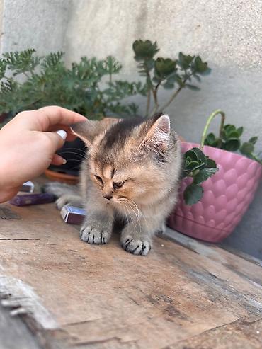 pisik yemi: Şirin balaca pişik balası - Cins: Qısa tüklü, tünd-boz və krem — 10