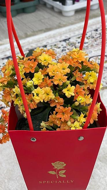 Каланхоэ: Горшечные каланхоэ в подарочных пакетах - Цветение: обильные соцветия — 9