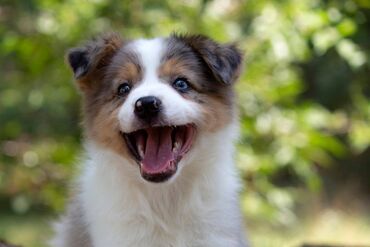 Border koli-Border collie, štenad, crno bela i blue merle. Štenad je