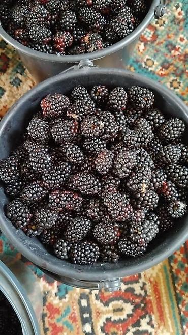 Ежевика: Лохнес сорту Ежевика садовая (саженцы/кустовые посадки) - Культура — 5