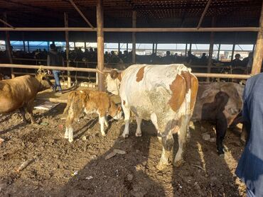 simental inek satışı: Dişi, Simental, il: 2, 800 kq, Damazlıq, Südlük