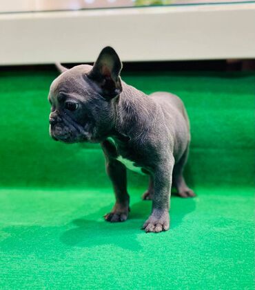 Psi: Zensko stene francuskog buldoga egzotične plave boje bez tigrine — 3