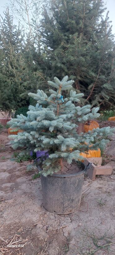 Декоративные деревья: Саженцы деревьев: Туи — 14