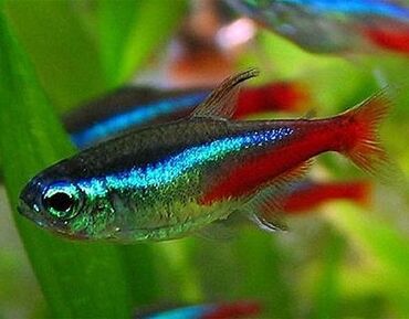 akvarium xırda balığı: Goy neon Olcu : 2-2.5 sm Ededi 1.50. Cox alana 1 manatdan Unvan 