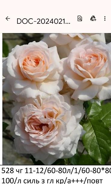 Садовые цветы и кустарники: Корни роз - Крупноцветковая чайно-гибридная роза с — 33