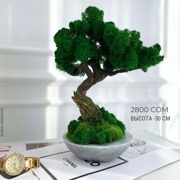 Декоративные цветы: Деревья-бонсай из натурального стабилизированного мха🌳 -это — 17