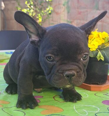 Psi: Prelepi štenci francuskog buldoga na prodaju. Očišćeni od parazita i na lalafo.rs — 17 Psi: Prelepi štenci francuskog buldoga na prodaju. Očišćeni od parazita i — 17