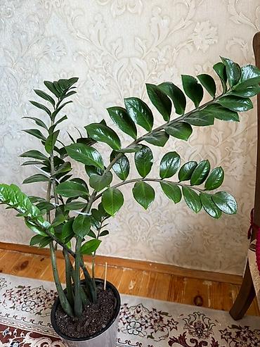 ростки: Замиокулькас (долларовое дерево) в горшке - Крупное комнатное — 4