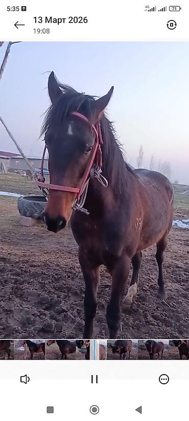 Лошади, кони: Продаю | Жеребец | Рабочий — 1