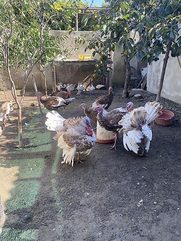 qara afcarka satilir: Qiymət razılaşma ilə!! Red Bourbon sortudur. Erkəklərinin çəkisi 5-7 — 7