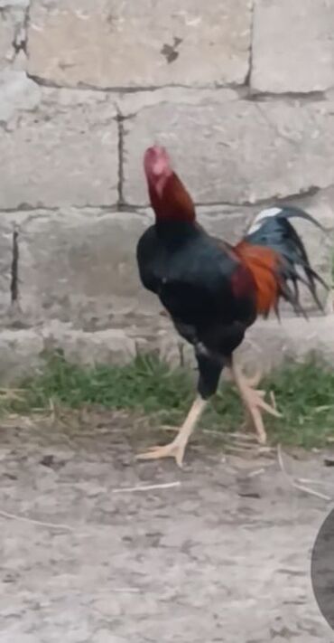 Xoruzlar: Heyraltı xoruz damazlıq