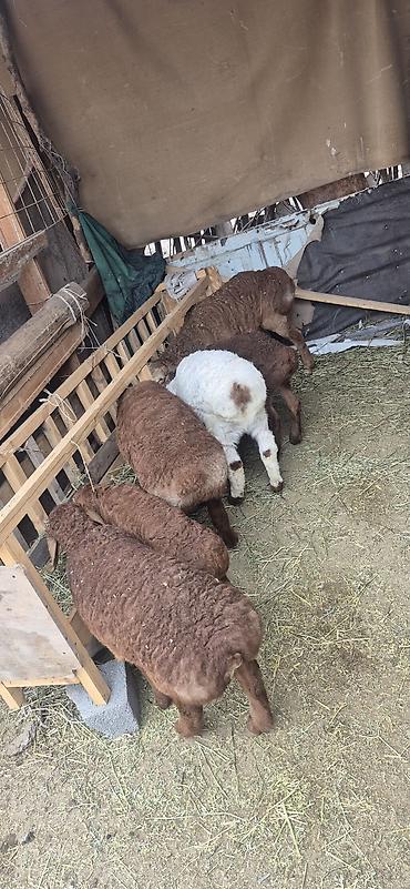 Баран, овца: Продаю | Овца (самка), Ягненок, Баран (самец) — 7