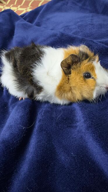 Морские свинки: ПРОДАЮ МОРСКУЮ СВИНКУ! •ДЕВОЧКА •РОДИЛАСЬ 16 ОКТЯБРЯ •ПУШИСТАЯ — 8