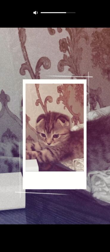 кошка серая: Скотиш Фолд (Шотландская вислоухая), 2 месяца, Девочка