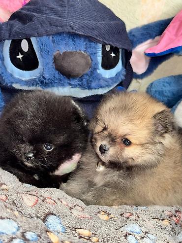 İtlər: Şpitz, Erkek — 3