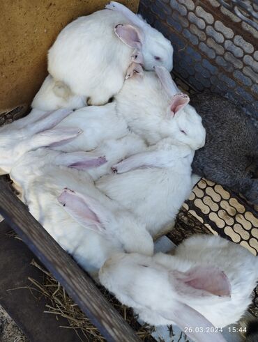 кролик домашний: Продаю кроликов молодняк . так же есть крол и две кролихи