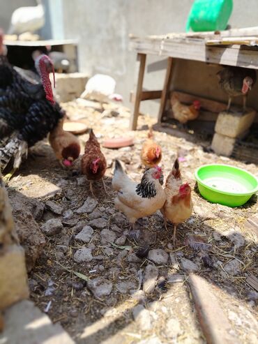 qaşqaldaq quşu: Hazırda yumurta verən 6 ədəd kənd toyuğu satılır qiymət 1 ədədi 12