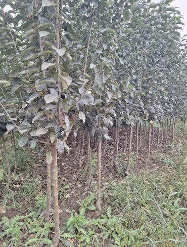 Tinglər: Məhsul: meyvə tingləri Xüsusiyyətlər: - Hər növ meyvə tingləri — 11