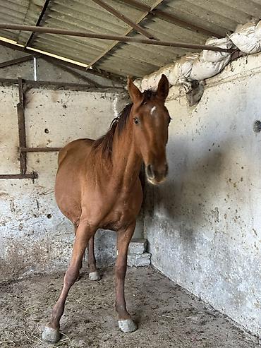 Лошади, кони: Продаю | Кобыла (самка) | Для разведения — 1