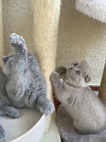 Кошки: Шотландская, Самка, Самец, Самовывоз — 4