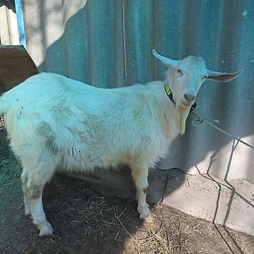 Козы, козлы: Продаю | Коза (самка), Козёл (самец), Козлёнок | Зааненская, Битал | Для разведения, Для молока | Племенные, Котные, Осеменитель — 17