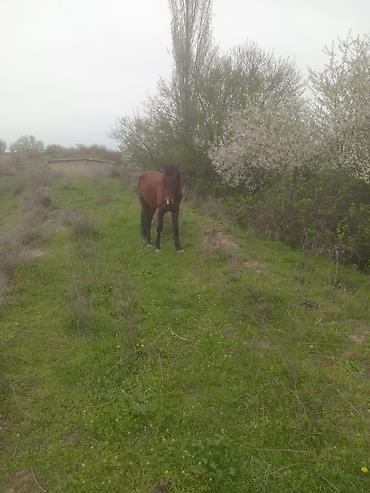 Atlar: Erkək, il: 5, Ünvandan götürmə — 9