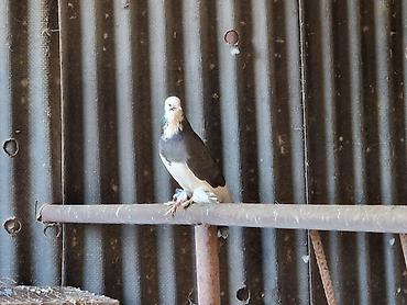 Другие с/х животные: Порода: СРОЧНО МОГУ ПРОДАТЬ ОПТОМ ЦЕНОЙ НЕ ОБИДЕМ декоративные голуби — 2