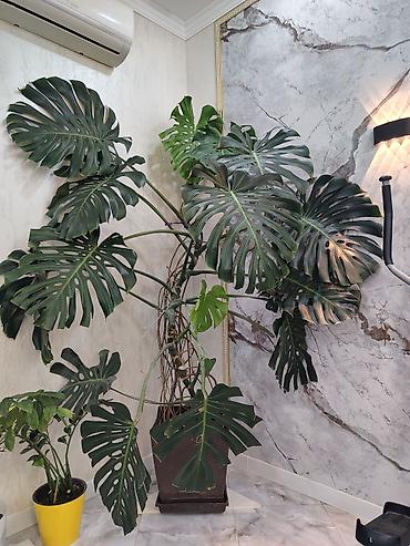 Монстеры: Монстера делициоза (Monstera deliciosa) – крупное комнатное — 1