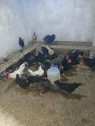 Toyuqlar: Toyuq, Yumurtalıq — 1
