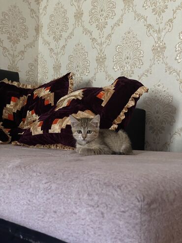 возьму котенка в добрые руки: 3 месяца, Девочка, Приучена к лотку, Проглистована