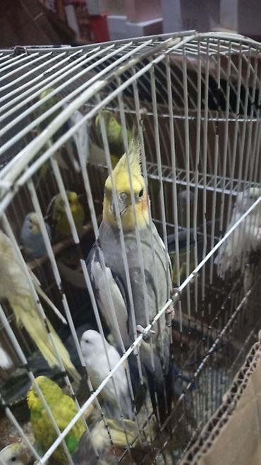 Попугаи: Karella Tutuquşu Hazır cütdü 5 gündü yumurtaya düşüb, Tək halda hərəsi — 8