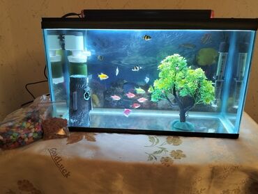 Akvariumlar: Dördbucaq akvarium, Balıqlarla birlikdə, 30 l, Ünvandan götürmə