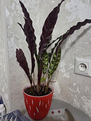 Монстеры: Монстера делициоза (Monstera deliciosa) в горшке - Эффектное — 4