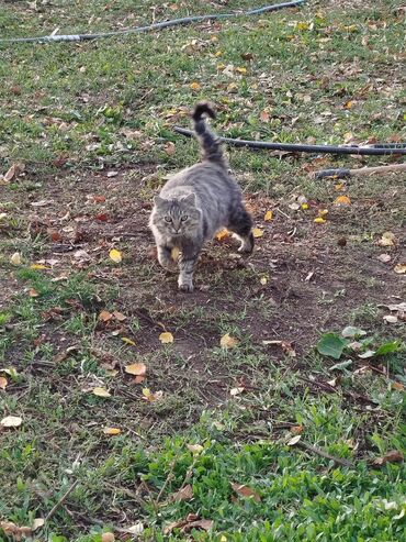 Цветы и букеты: Коробка с цветами в нежно‑розовой гамме. - Композиция в круглой — 2