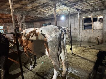 на ферме есть куры козлы и коровы: Сатам | Уй (ургаачы) | Сүт алуу үчүн | Байланган