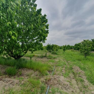 Torpaq sahələrinin satışı: 106 sot, Kənd təsərrüfatı, Mülkiyyətçi, Kupça (Çıxarış) — 8