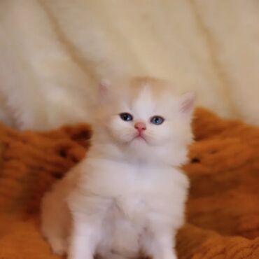 Коты: Продаются очень красивые котятаприучены к лотку и когтеточкеесть и