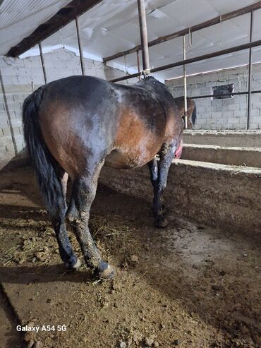 Лошади, кони: Продаю | Жеребец | Рабочий | Осеменитель — 10