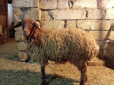 keci ətinin qiyməti: Erkək quzu kəsimlik qoçluğa da yarayır. Qızılqulaq cinsidir. Tam — 1