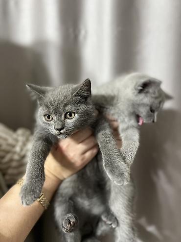 купить котенка шиншилла: Британские короткошёрстные котята, окрас голубой (плюшевые серые — 1