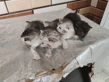 Pişiklər: Yaxşı əllərə -da lalafo.az — 9 Pişiklər: Yaxşı əllərə — 9