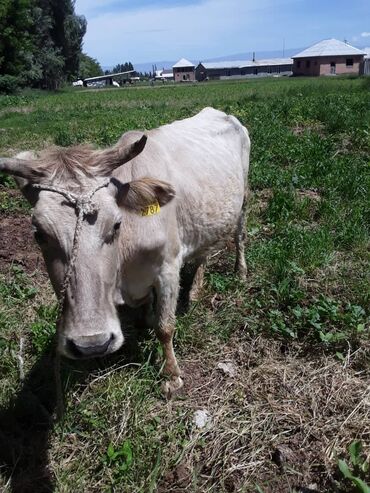 швец корова: Продаю | Тёлка | Алатауская | Для молока