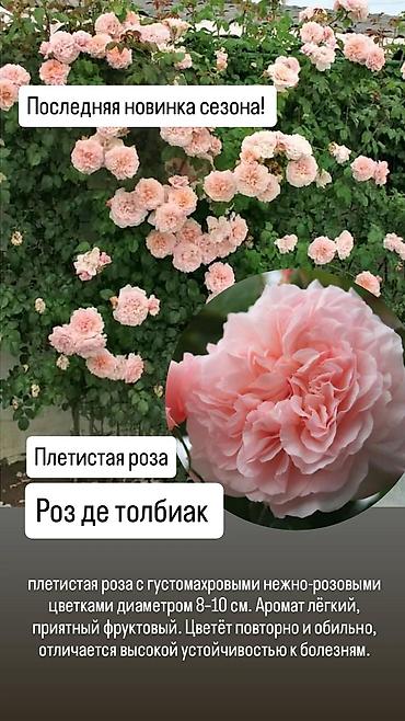 сколько стоит 101 роза в кыргызстане: Саженцы Платная доставка — 1