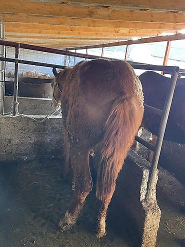 Лошади, кони: Продаю | Кобыла (самка) | Полукровка | Для разведения, На забой — 7