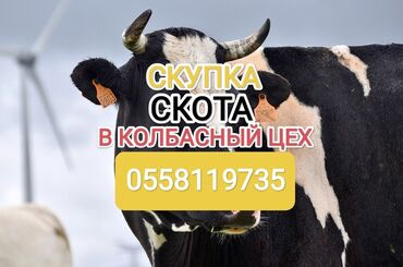 продаю силос: Куплю | Коровы, быки, Лошади, кони | Круглосуточно, Любое состояние, Забитый